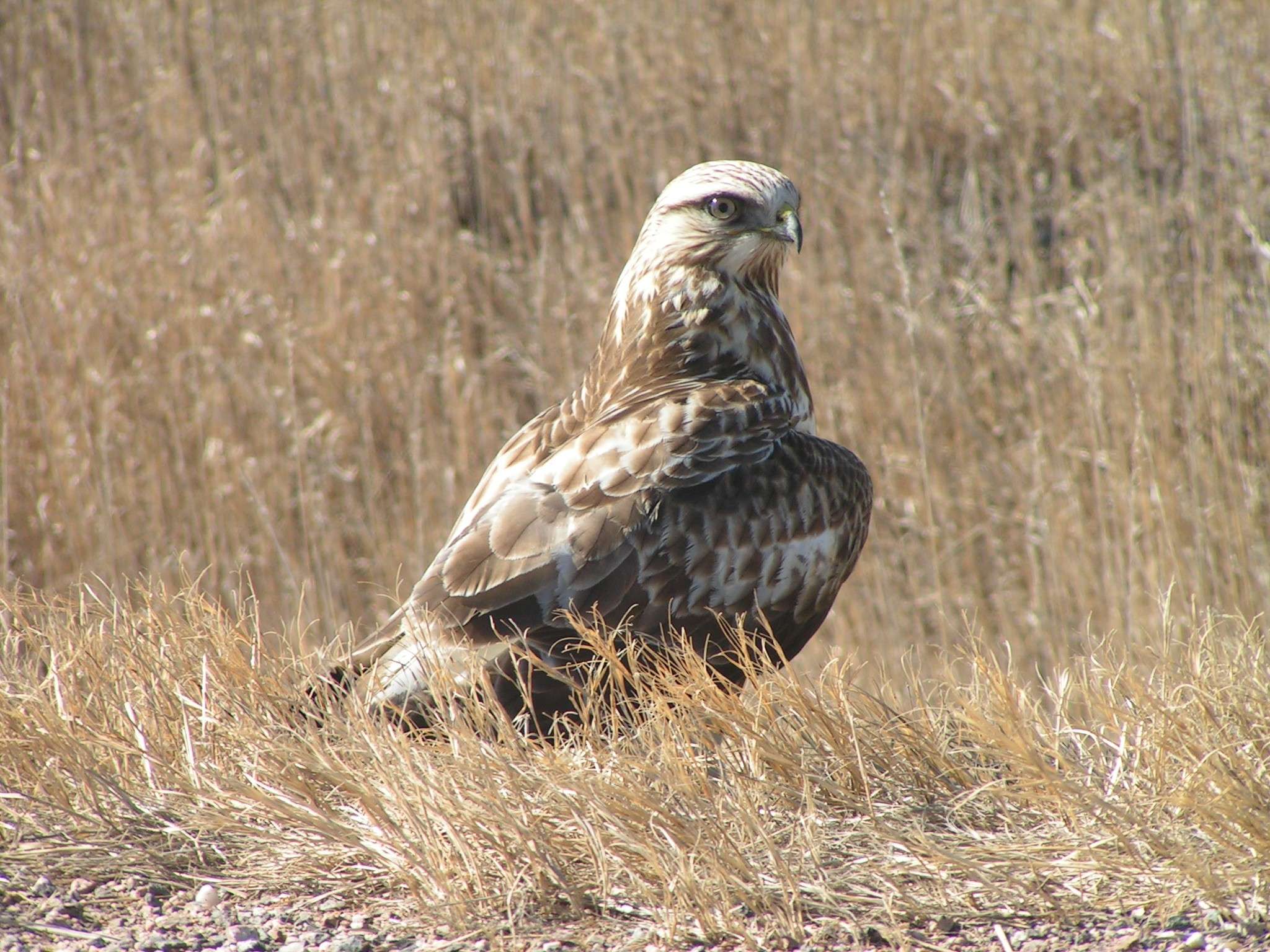 Red Tailed Hawk